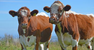 DAERA announces new BVD movement restrictions